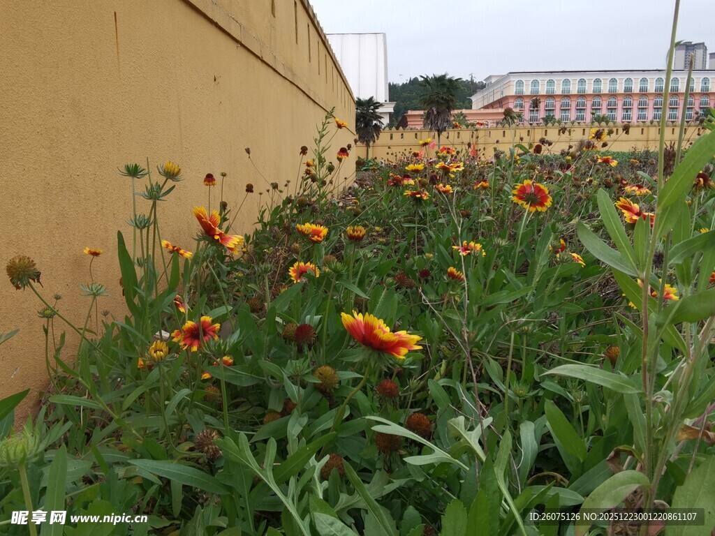 墙边绽放的多彩野花