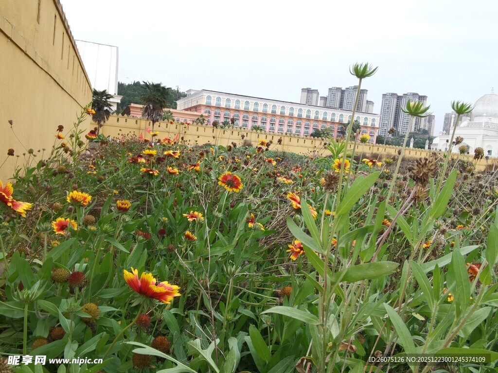墙边绽放的多彩野花