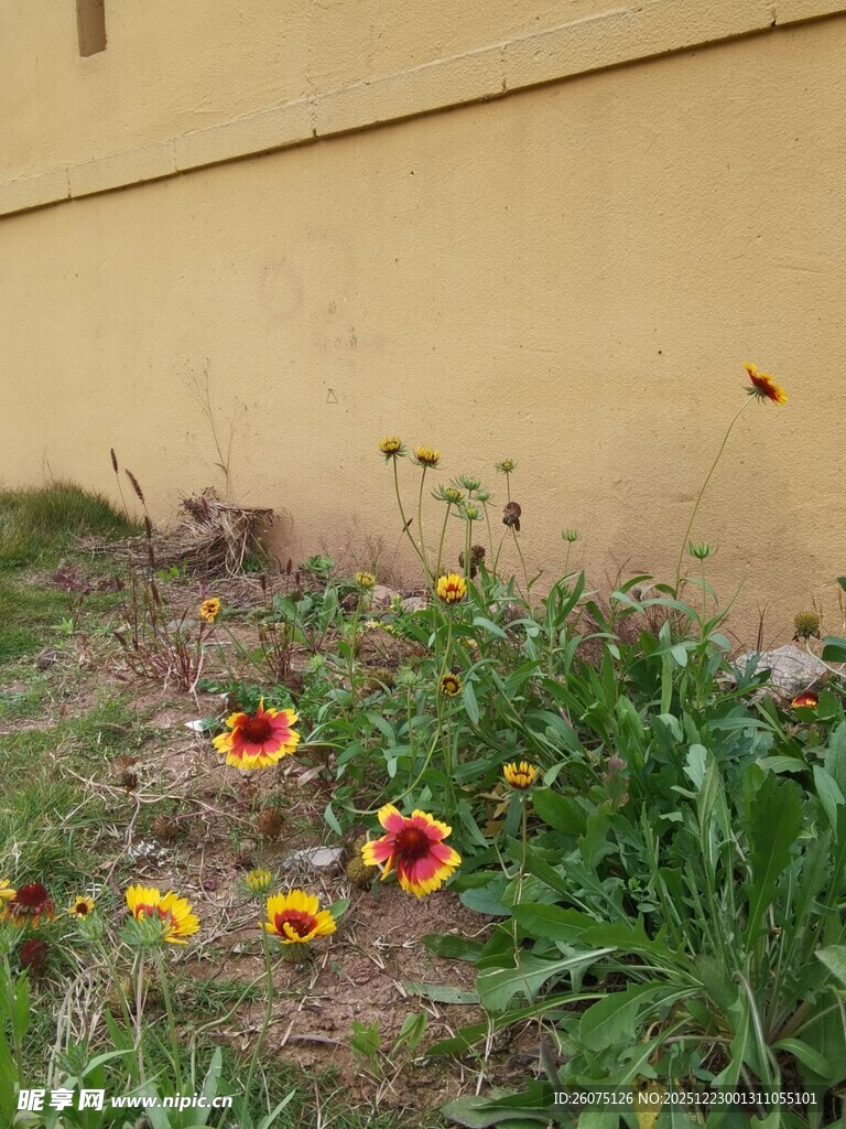 墙边绽放的多彩小花