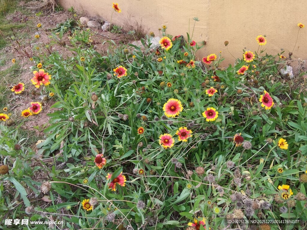 墙边绽放的多彩小野花