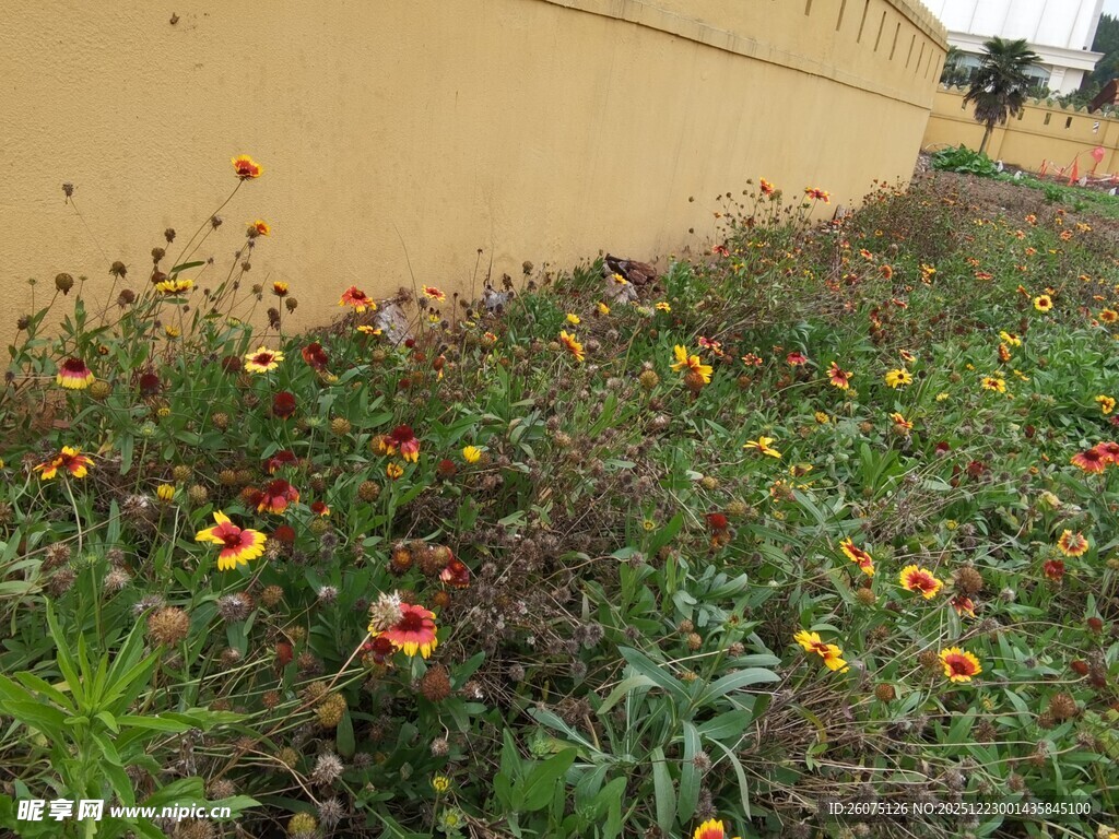 墙边多彩野花绽放