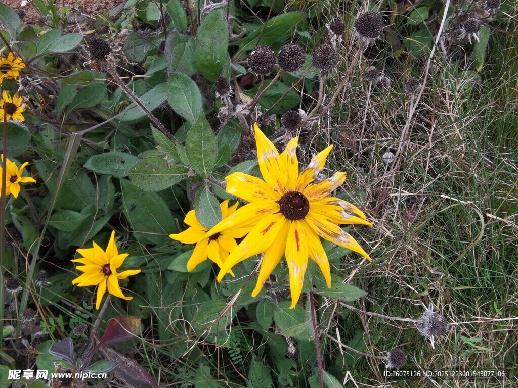 野外绽放的美丽黑心金光菊