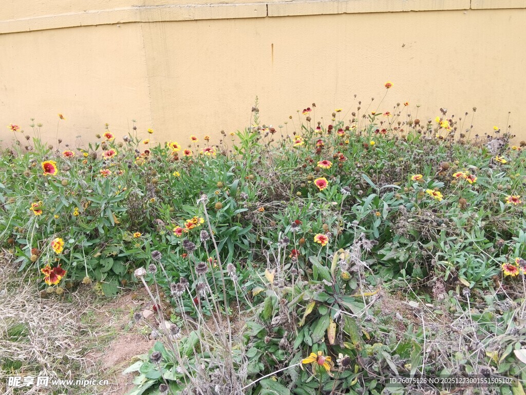 墙边绽放的多彩野花