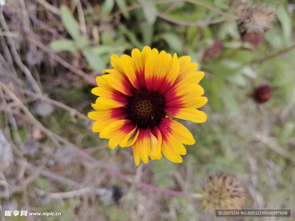单朵黄红相间野花特写