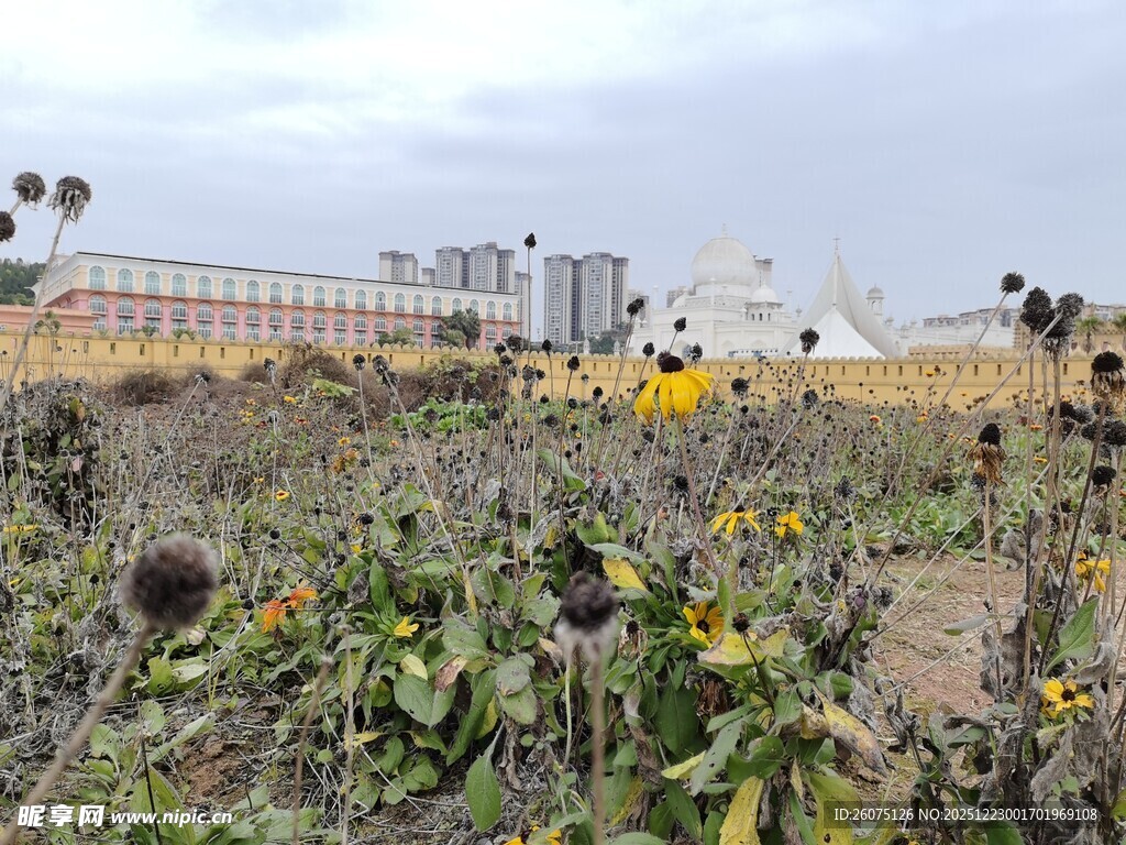 向日葵田地中的衰败景象