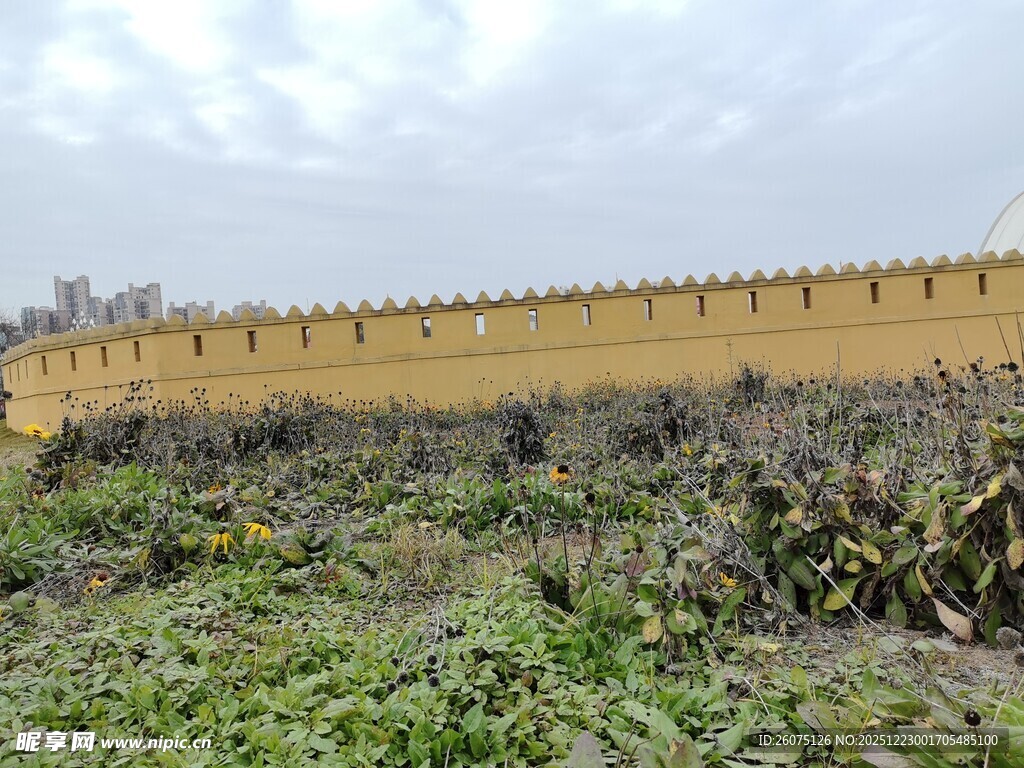 古老围墙边的荒芜植被