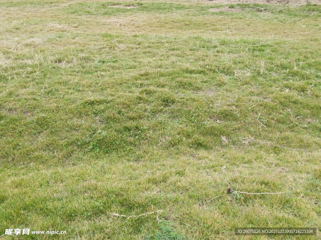 翠绿草地自然清新景致