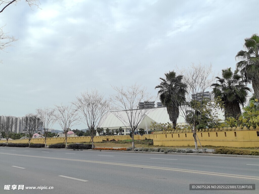 城市道路旁的棕榈树景观