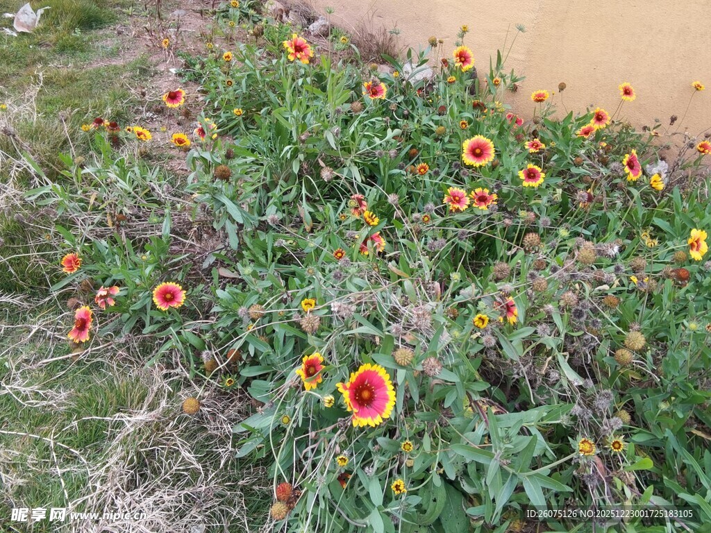 多彩野花绽放于草地