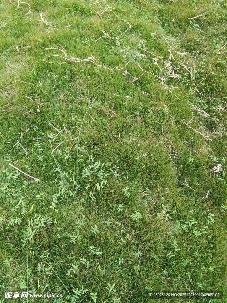 翠绿草地生机盎然