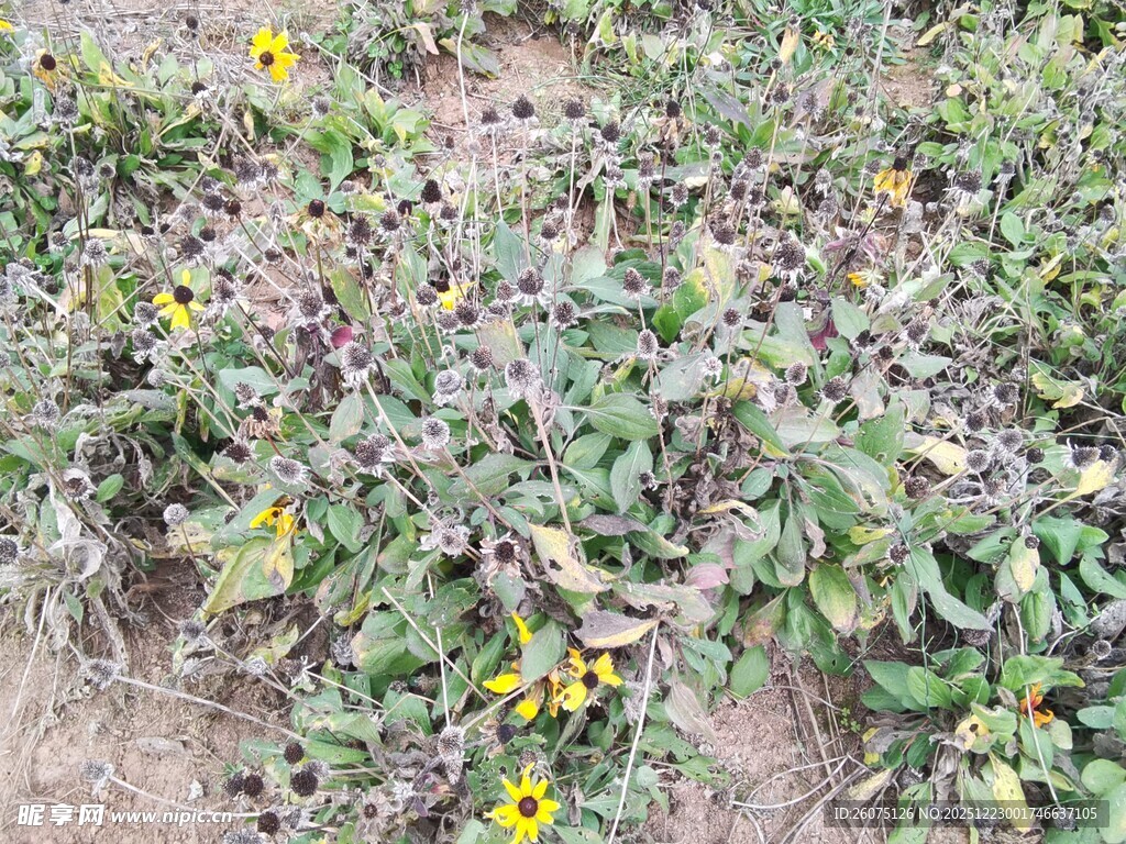 地面生长的黄色小花植物