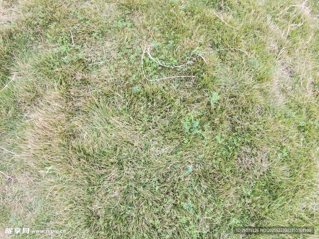 俯拍视角下的绿色草地