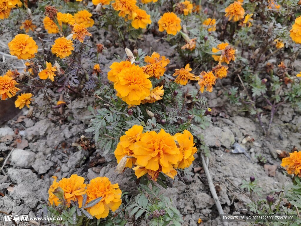 橙色花朵绽放于地面
