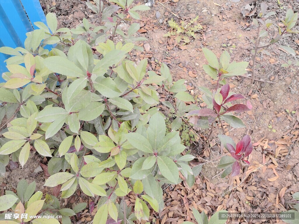 地面上的多彩植物