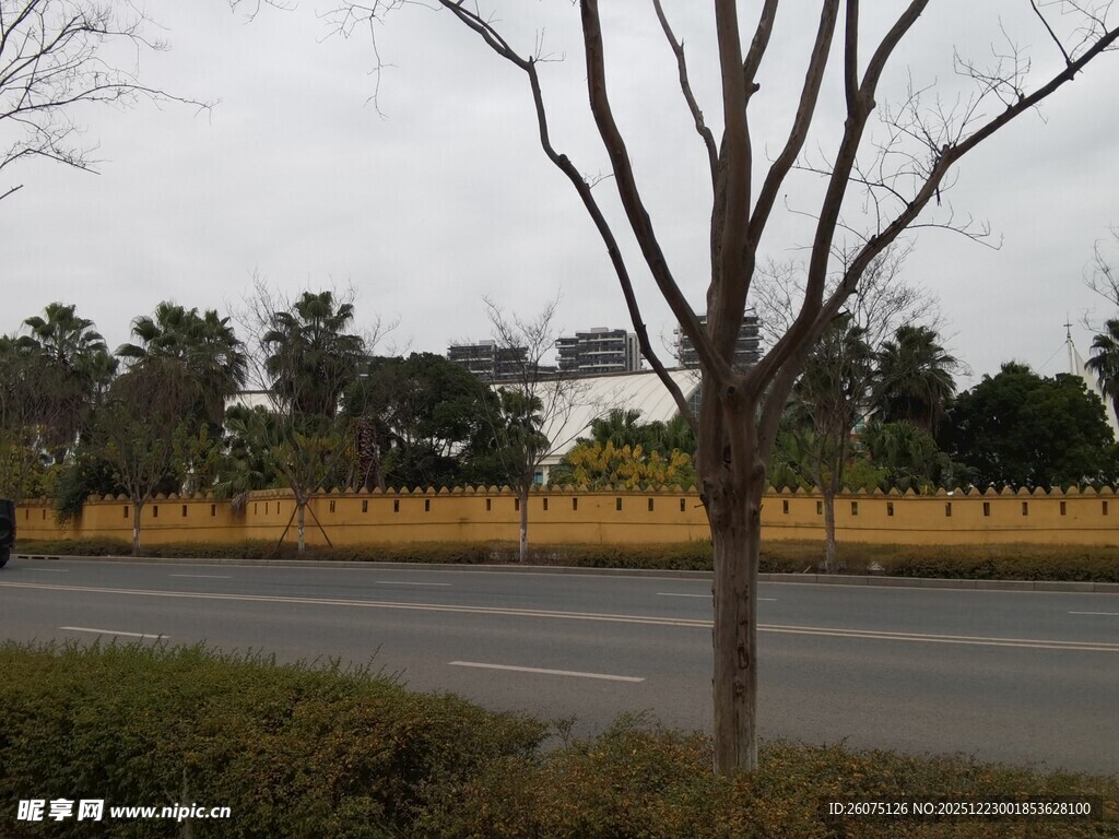 冬日路边光秃树木景象