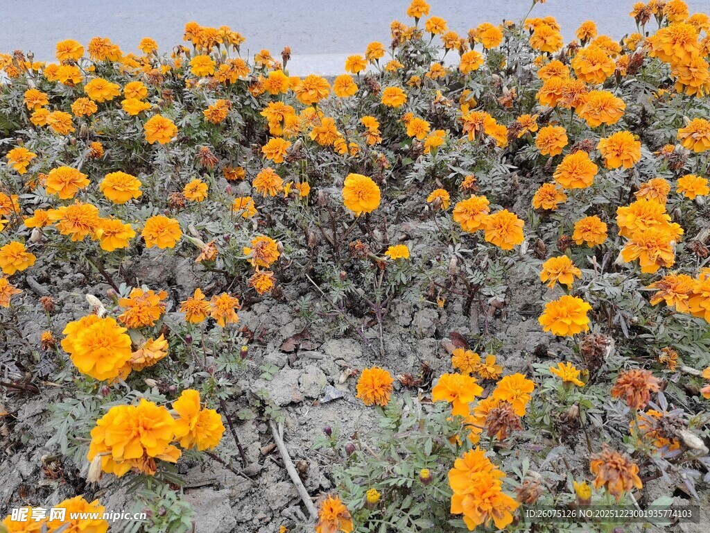 灿烂橘色花海绽放生机