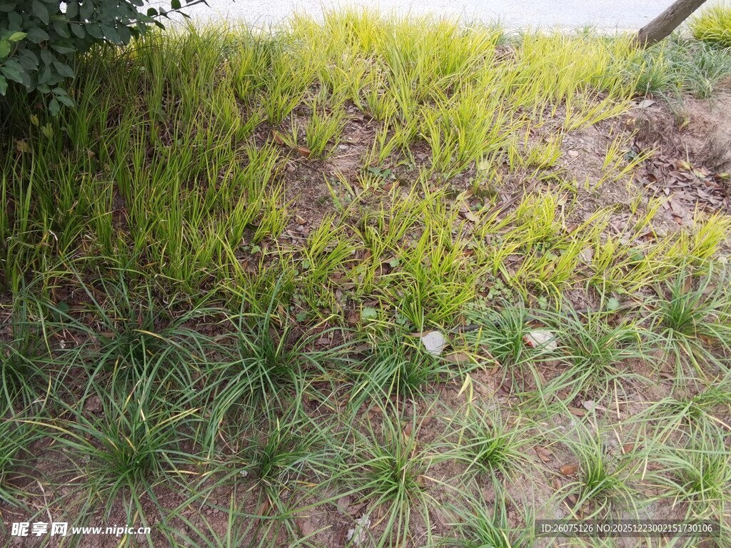 地面嫩绿草丛景观