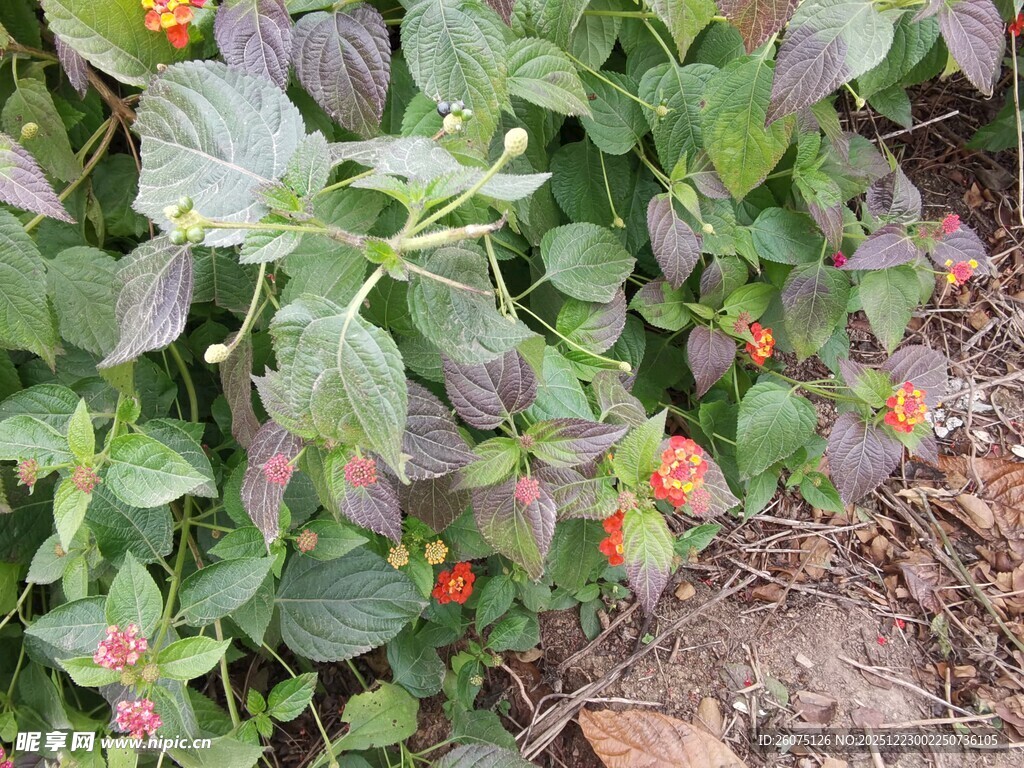 绿叶间的鲜艳小果实