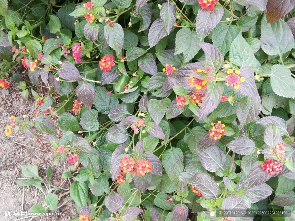 多彩叶片植物特写