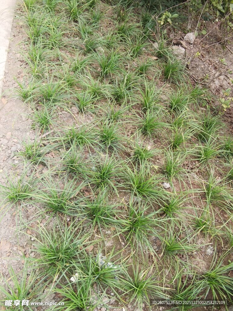 地面嫩绿小草景观