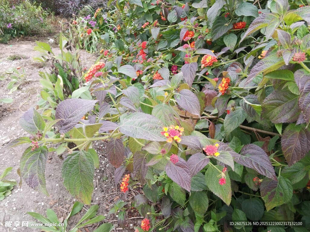 绿叶间的橙红果实