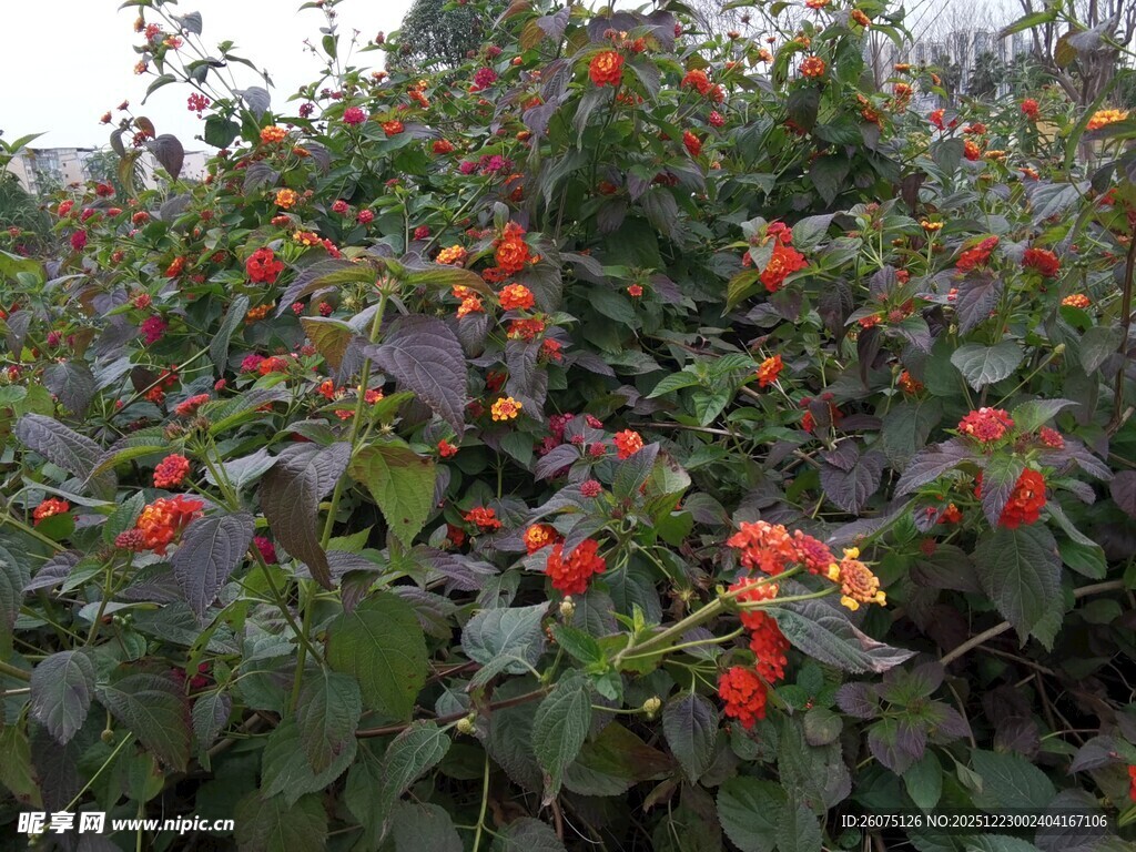 绿叶间的艳丽红色花卉