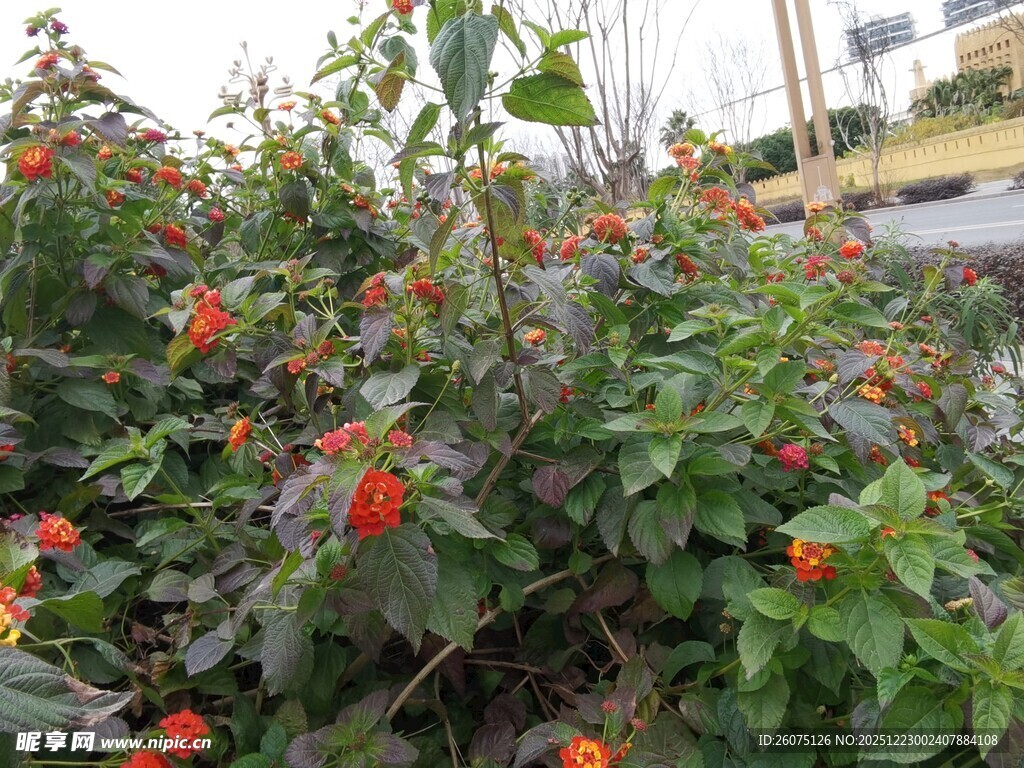 鲜艳花丛中的红色果实