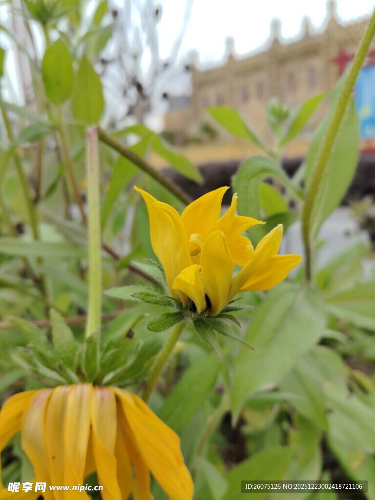 绽放的黄色花朵