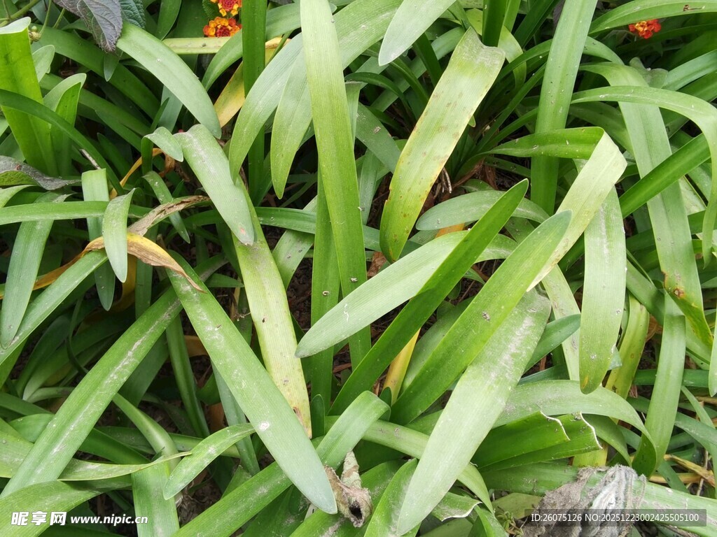 翠绿繁茂的长条状植物叶片
