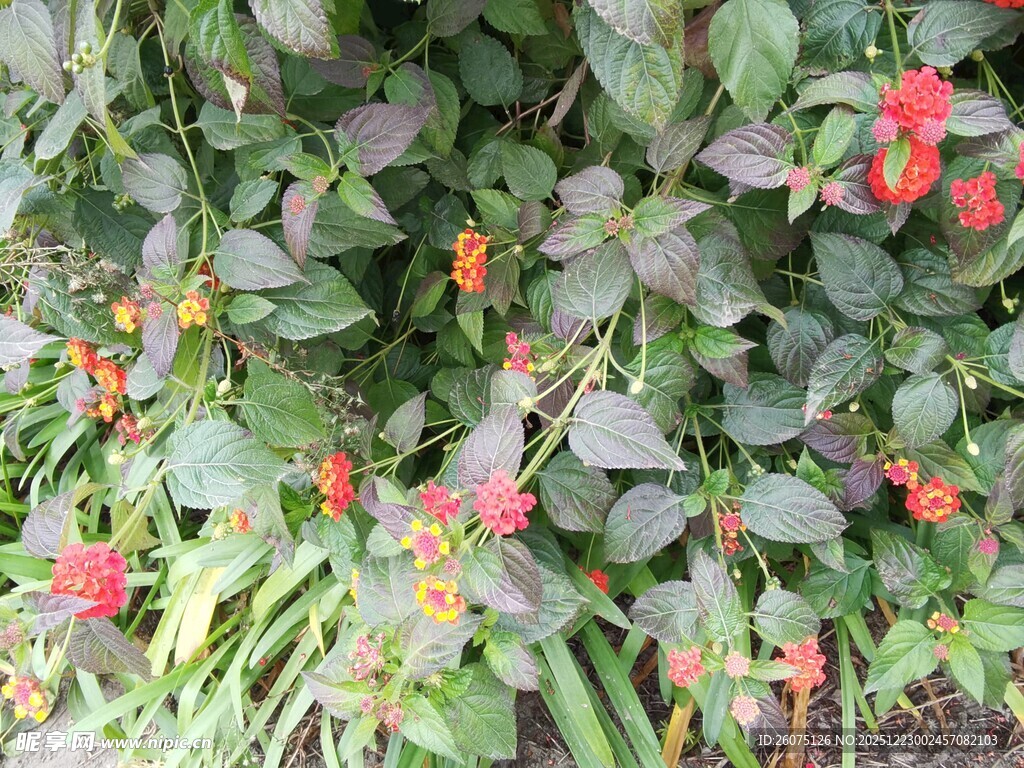 绿叶间的艳丽花卉