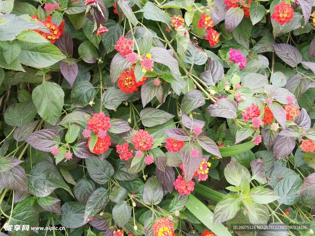 鲜艳多彩的花卉植物景观