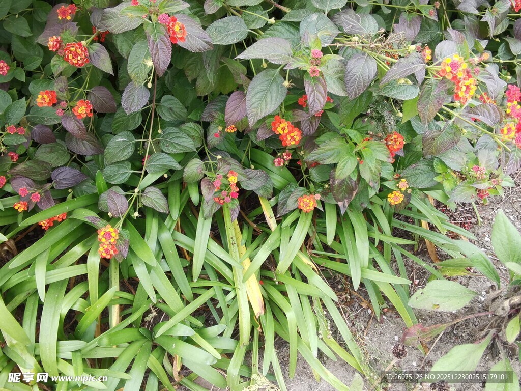 绿叶间的鲜艳红色果实