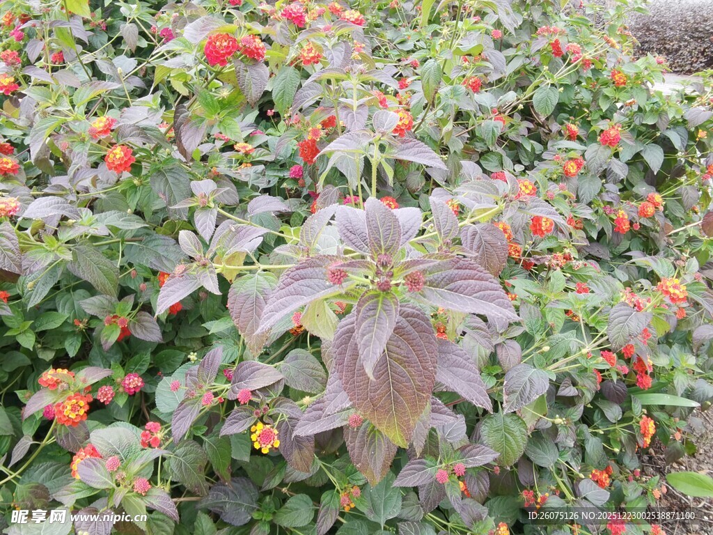 多彩花卉植物景观