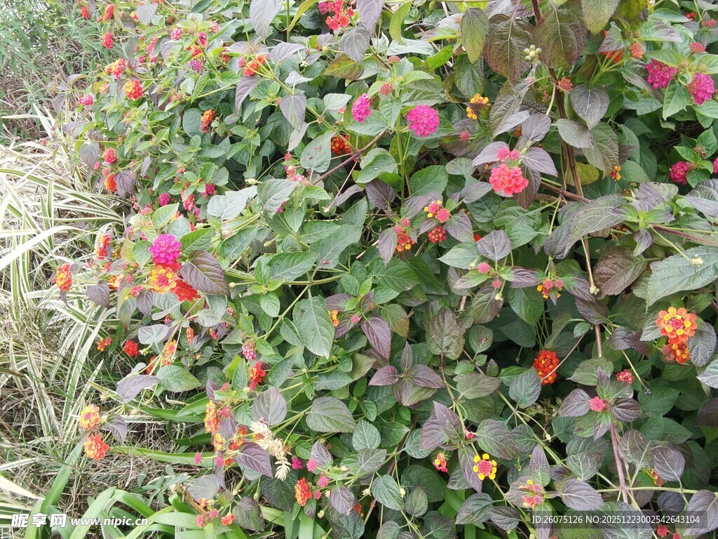 鲜艳花丛中的多彩花卉