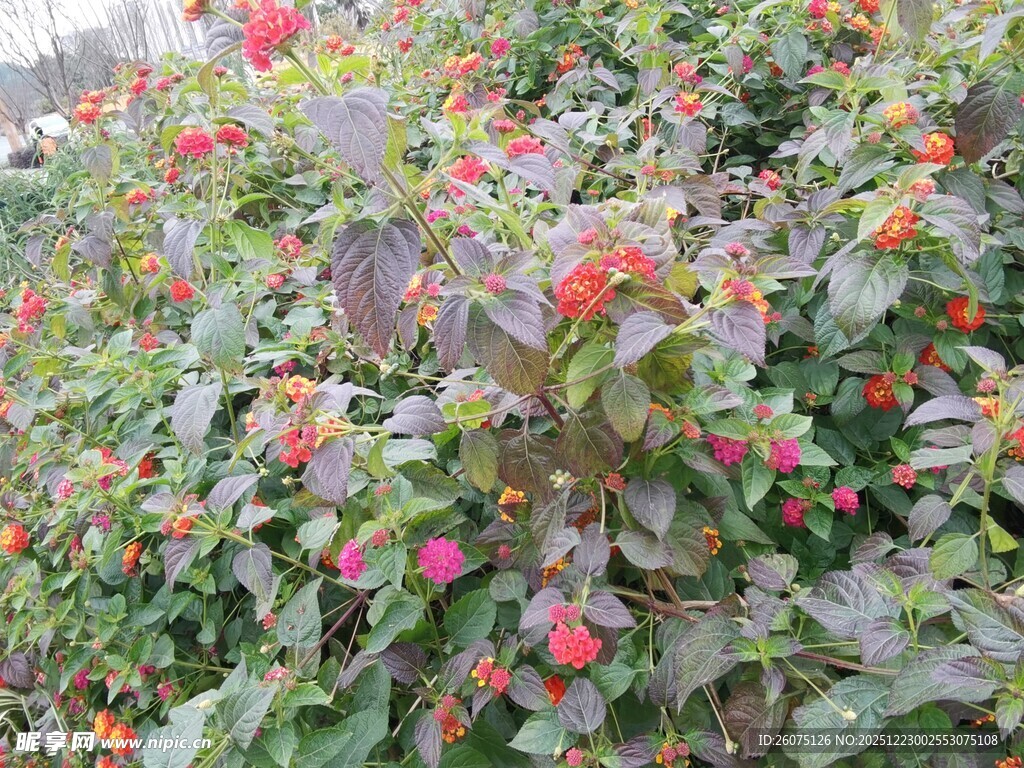 鲜艳花丛中的多彩植物