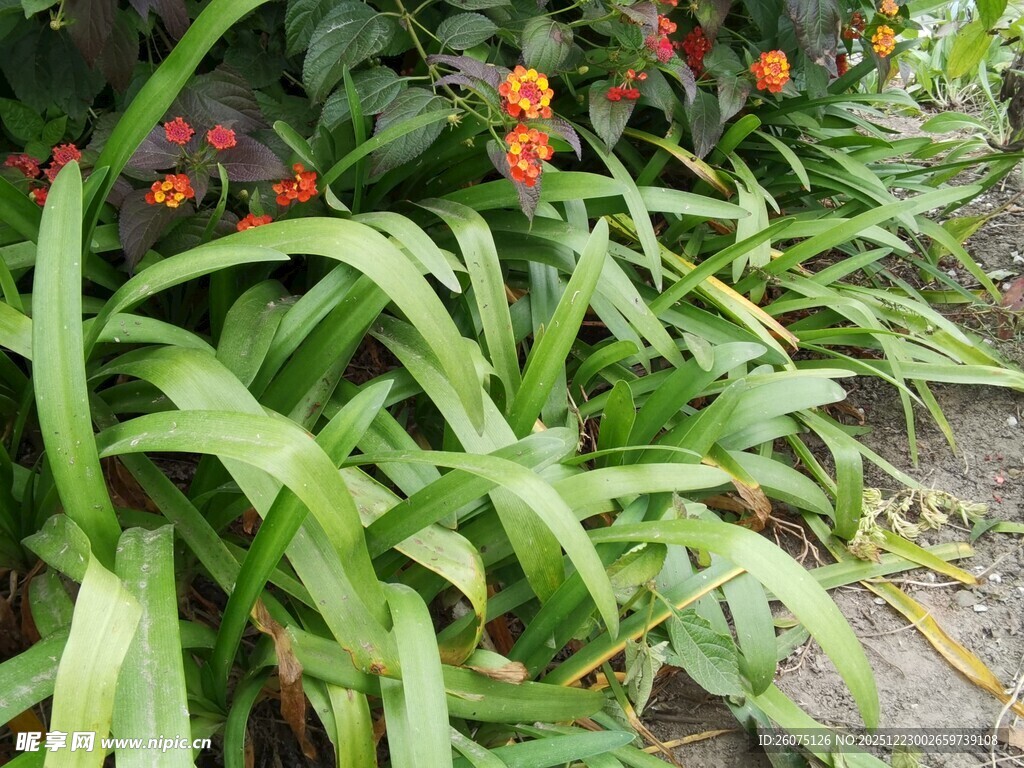 翠绿植物与鲜艳花朵相伴