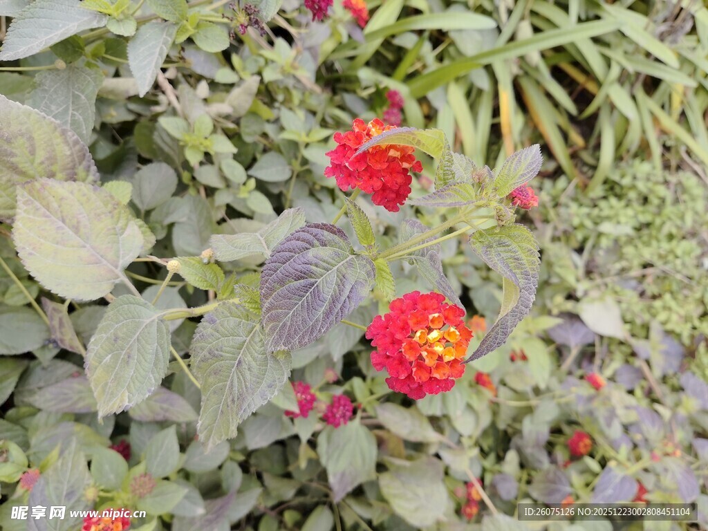 绿叶间绽放的艳丽花朵