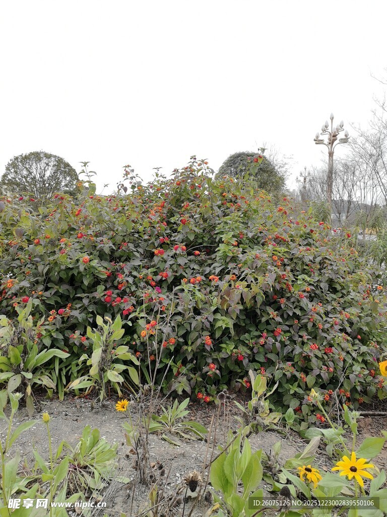 多彩花卉植物景观