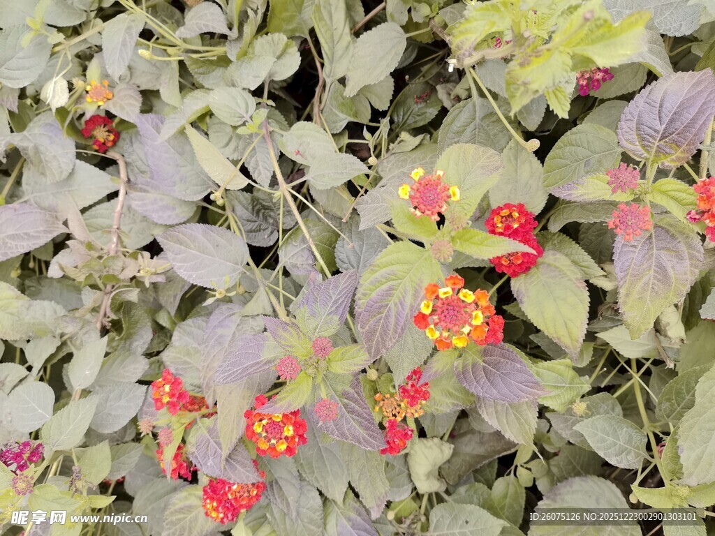 绿叶间的艳丽小花