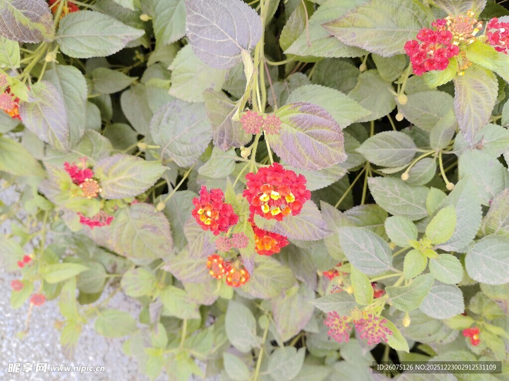 绿叶间绽放的娇艳小红花