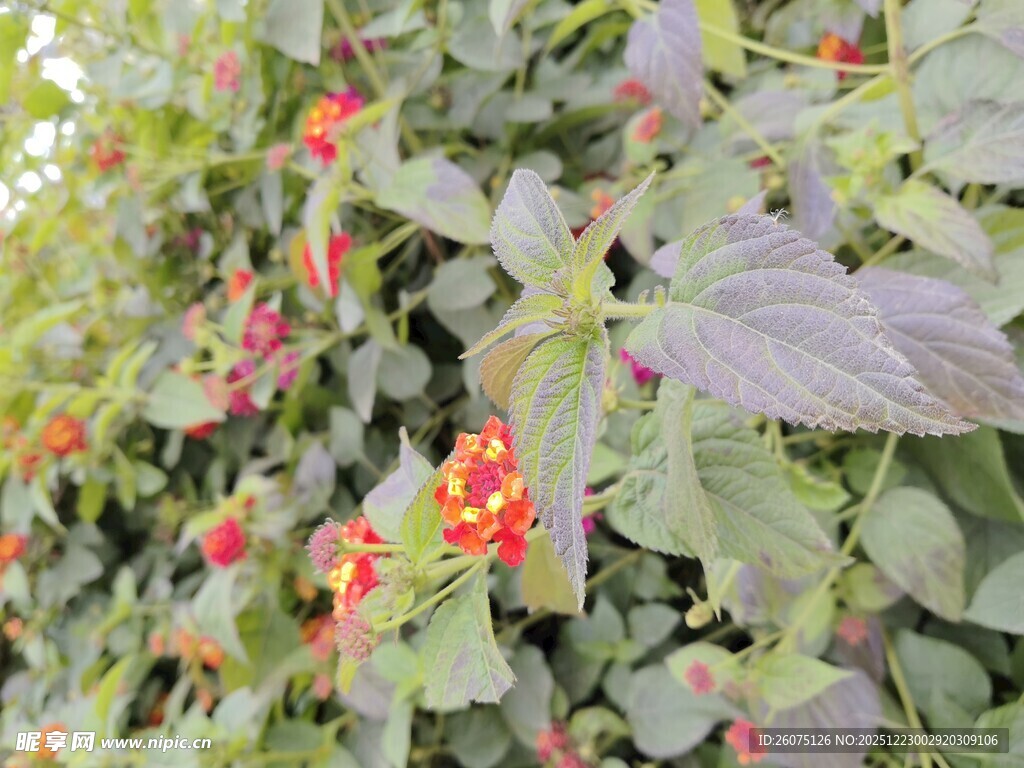 绿叶间的艳丽花朵