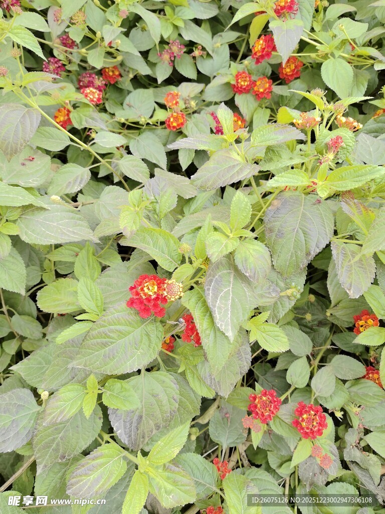 绿叶间的娇艳红色小花