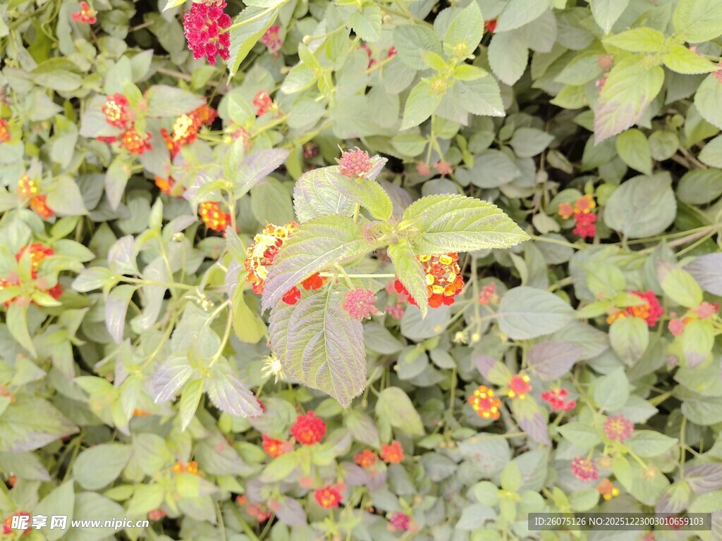 绿叶间的多彩果实