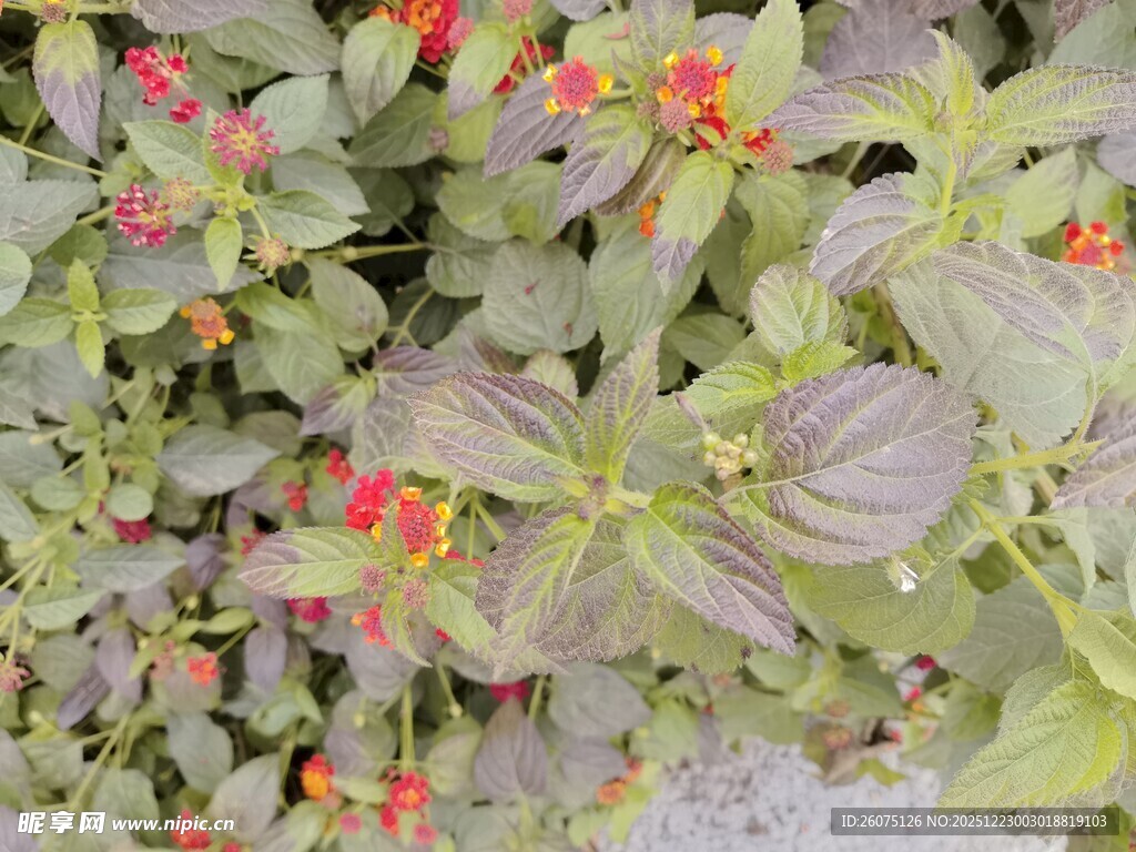 绿叶间点缀的艳丽小花