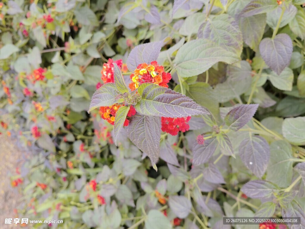 绿叶间的娇艳红色花朵