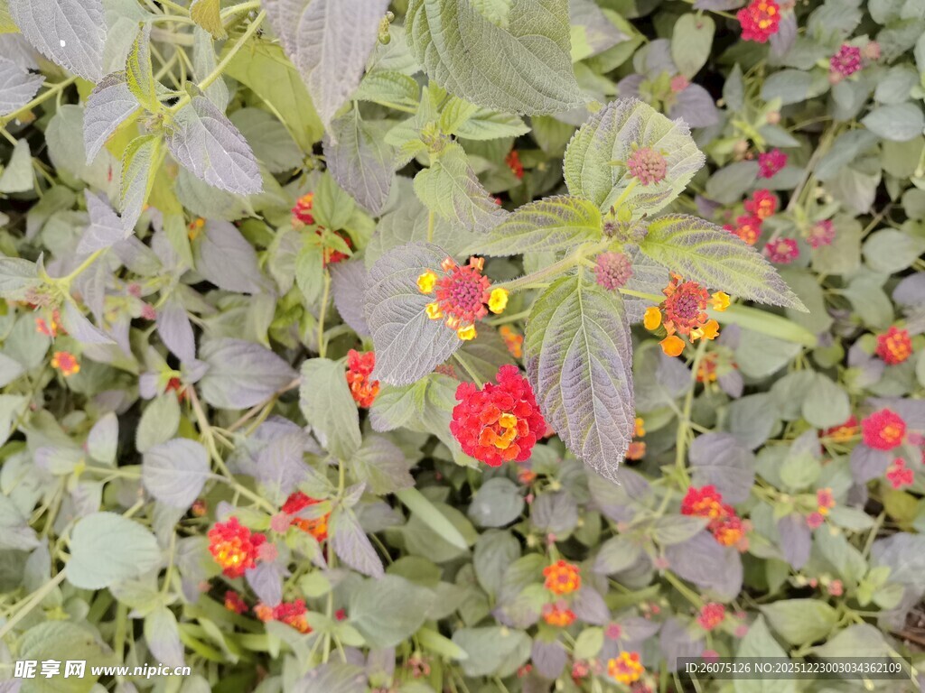 绿叶间绽放的艳丽小花