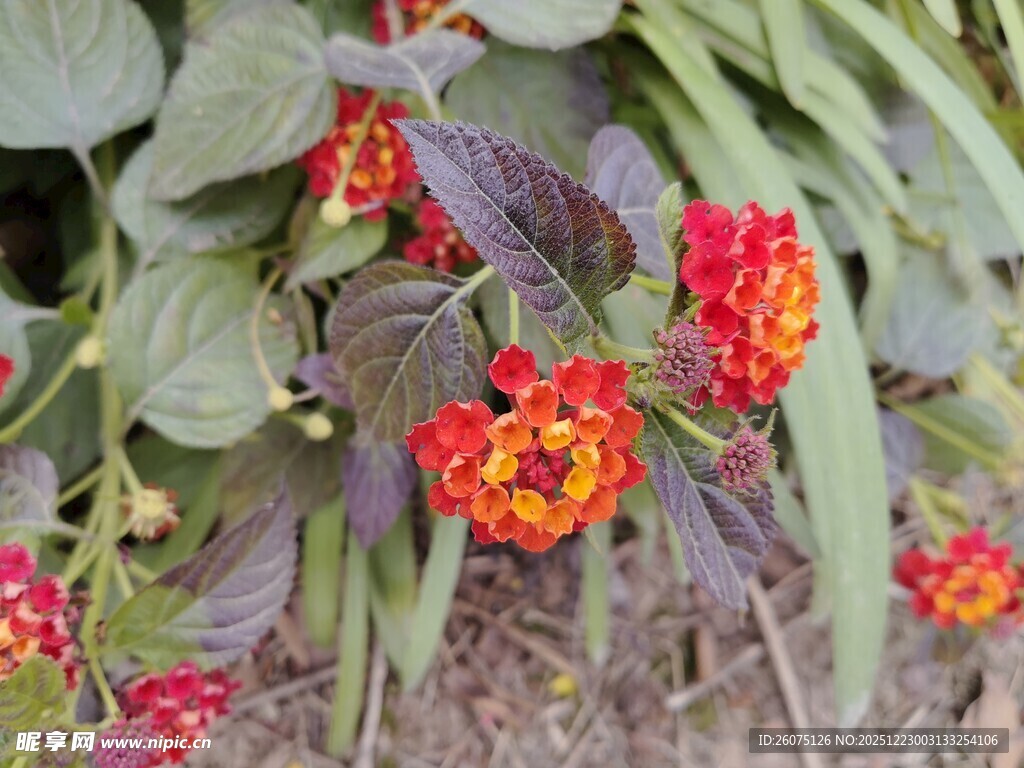 鲜艳多彩的花朵与绿叶