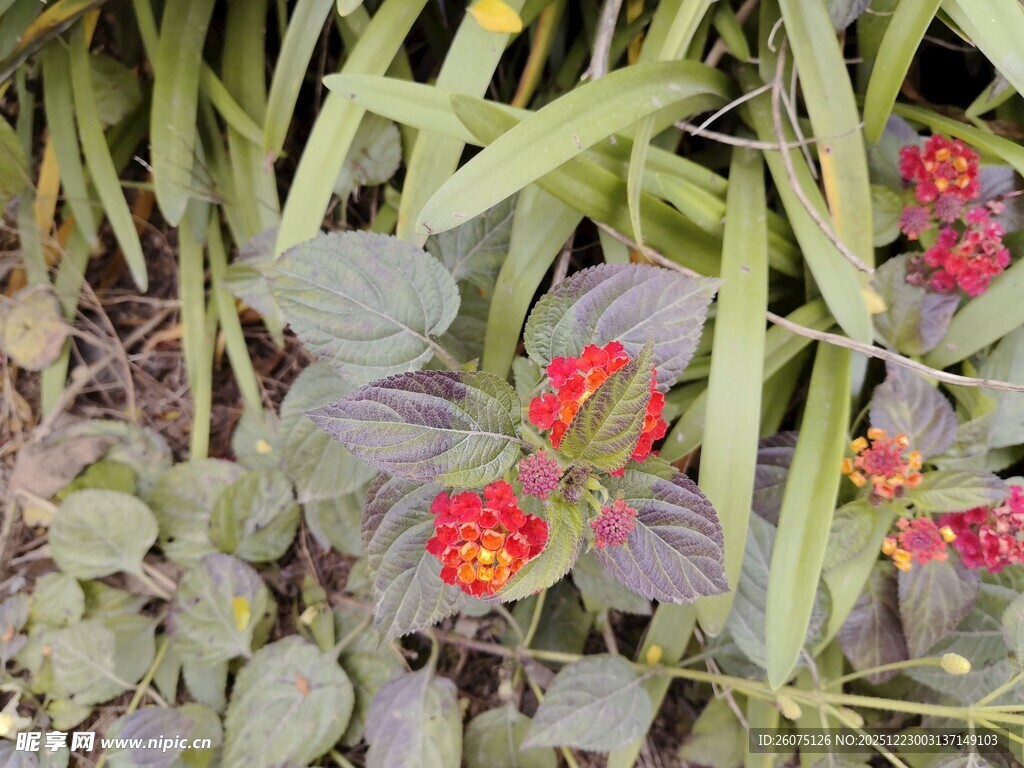绿叶间的娇艳红色小花