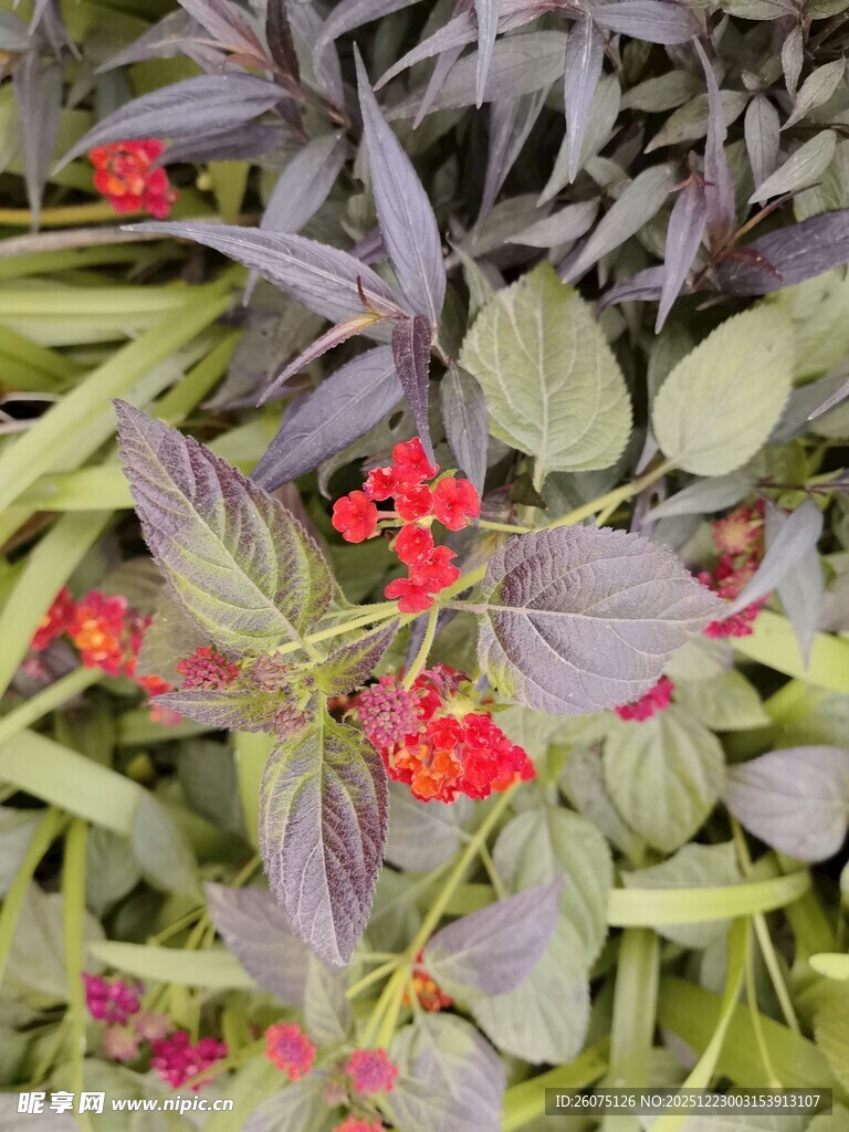 紫叶植物间的红色小花
