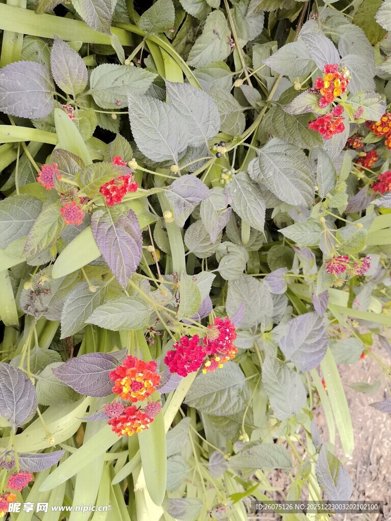 绿叶间绽放的艳丽小花